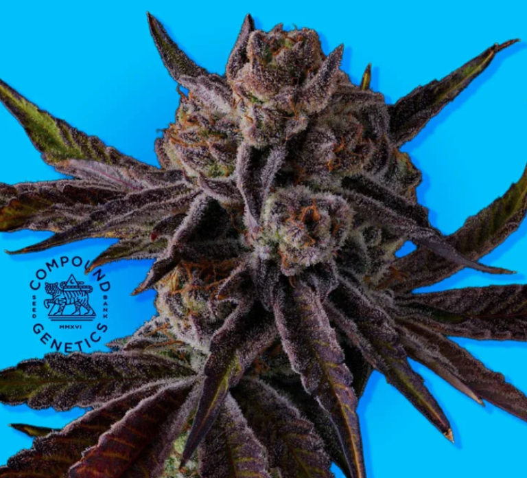 Purple preserves compound genetics seeds